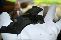 ME008 0320 Saccopteryx bilineata.jpg