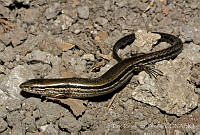 ECA0288 Scincella kikaapoa.jpg