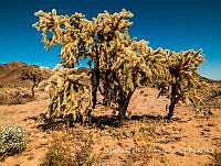 AMF005 Cylindropuntia sp..jpg
