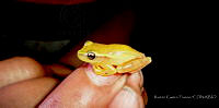 RCF0044 Tlalocohyla smithii.jpg