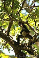 EGP0010 Ateles geoffroyi.jpg