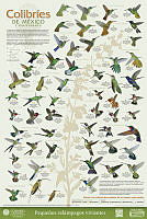 Cartel Colibríes.pdf