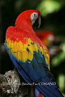 LFSP 001 Ara macao.jpg