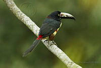 IMDOC2127 Pteroglossus torquatus.jpg