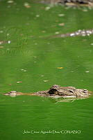 JCAD 009 Crocodylus moreletii.jpg