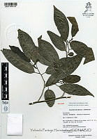YPH0198 Annona primigenia.jpg