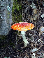 CGL0122 Amanita muscaria.jpg