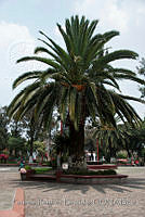 PRB0221 Arecaceae.jpg