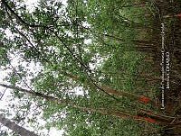 UM001 0109 Avicennia germinans.jpg