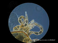 MVG 0316 Hypoaspis kramer.JPG