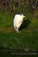 VOAP0080 Nycticorax nycticorax.jpg