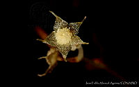 JPA0024 Lacandonia schismatica.jpg