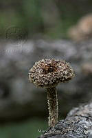 MGplan0051 Fungi.jpg