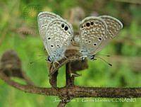 JCGM00995 Hemiargus ceraunus ssp. astenidas.jpg
