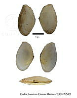 KT014 0383 Tellina pristiphora.JPG