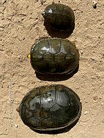 TB 006 Kinosternon vogti.jpg