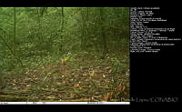 FJBL0136 Catharus occidentalis.jpg