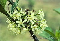 3760 Tabernaemontana alba.jpg
