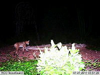 MAGB 0328 Lynx rufus.JPG