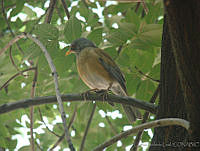 CGL2257 Turdus rufopalliatus.jpg