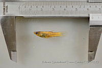 RQTG1217 Poeciliopsis infans.jpg