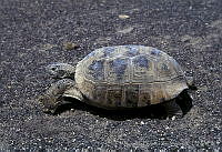 AB0237 Gopherus flavomarginatus.jpg