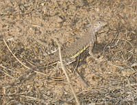 LCM0023 Callisaurus draconoides.jpg