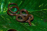 PM0301 Rhadinaea hesperia hesperioides.jpg