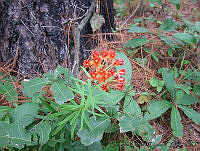 EEC0025 Asclepias tuberosa.jpg