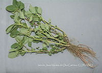 IMDOC4454 Amaranthus hybridus.jpg