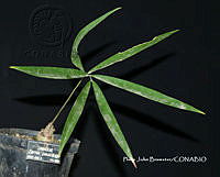PJB ME014 220 Zamia paucijuga.JPG