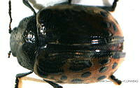 SLP016 Calligrapha eupatris.jpg