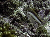 LGHM010 Serranus psittacinus.jpg