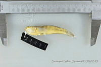 SGQ1264 Bathygobius ramosus.jpg