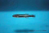 YMLA 008 Elacatinus prochilos.JPG