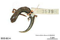 ME006 herp SCLC 0212 Bolitoglossa lincolni - (Stuart, 1943).jpg
