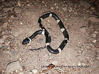 PJ016 0267 Tropidodipsas zweifeli.JPG