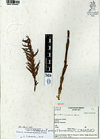 YPH3499 Sacoila lanceolata.jpg