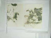 KT016 0093 Lyngbya majuscula.jpg