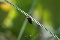 ZAPF0458 Hemiptera.jpg