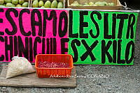 ARS00707 Comadia redtenbacheri.jpg