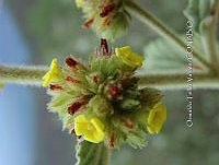 OTVBK029 5666 Waltheria americana.jpg