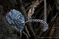 MASM01377 Echeveria laui.jpg