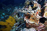 GV0008 Heterodontus mexicanus.jpg