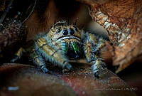 SPV02 Salticidae.jpg