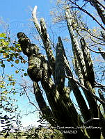 LI005 0157 Stenocereus thurberi.jpg