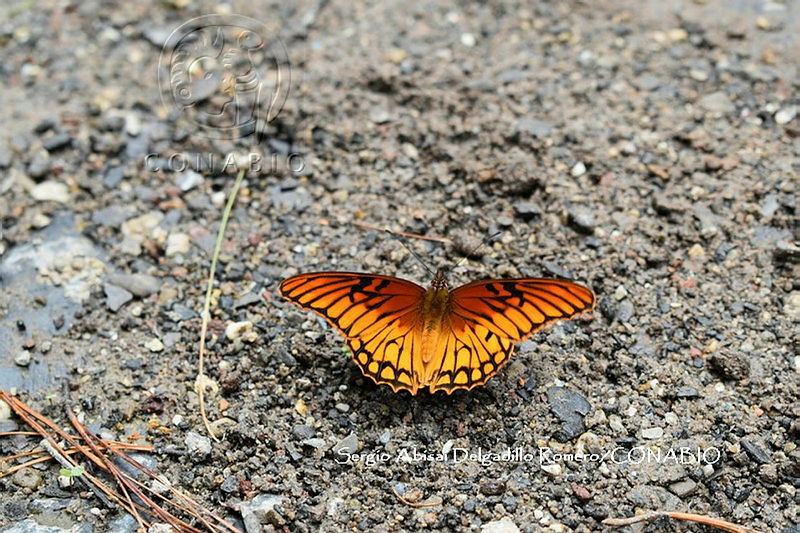 SADR0003%20Dione%20moneta.JPG.jSfQ1vb MSMhxWtjQA3g0JtbmFja29CbnFuZ3NAbXJ6LGtwZwA.Ttotu2fqxE