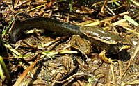 LAMA004 Lithobates brownorum.jpg