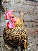 CGL1100 Gallus gallus.jpg