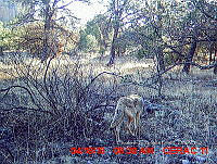 IE003 0006 Canis latrans.jpg